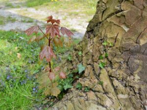 Tag der Achtsamkeit für Menschen in Trauer am 21. September 2024