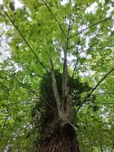 Kontemplations-Wochenende 23. bis 25. August 2024