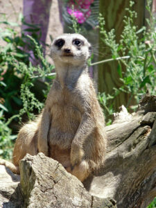 Tag der offenen Tür in unserem Meditationszentrum 5. Mai 11.00 bis 18.00 Uhr: Zum Tagesprogramm hier klicken!