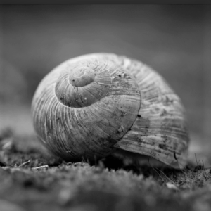 Natur + Trauer für Frauen – 19.-21.9.2025